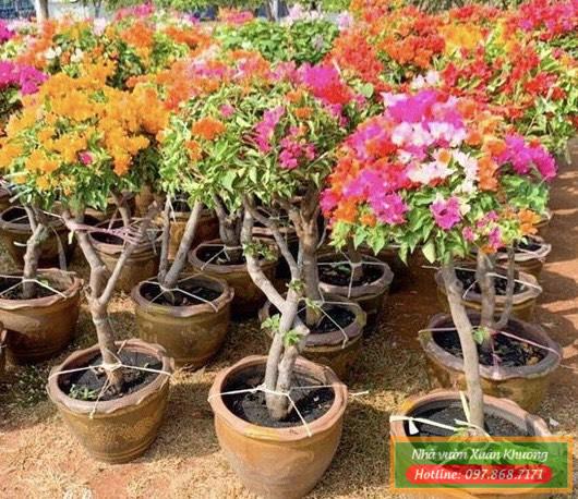 hoa giấy ngũ sắc (4)