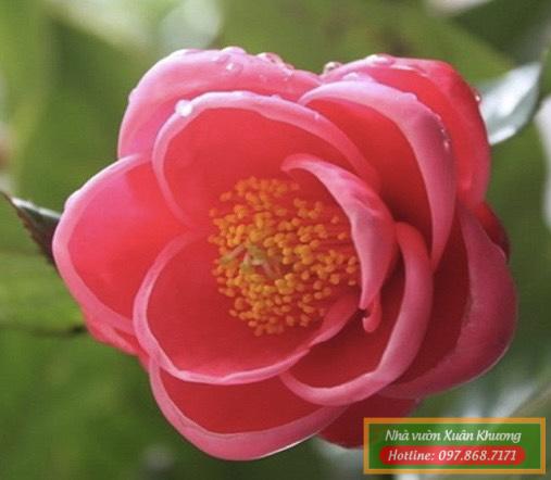 hoa hải đường (1)