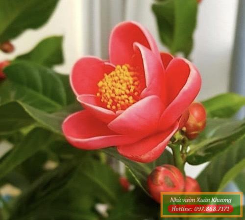 hoa hải đường (2)