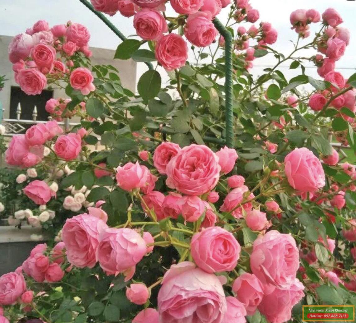 hoa hồng leo pháp (1)