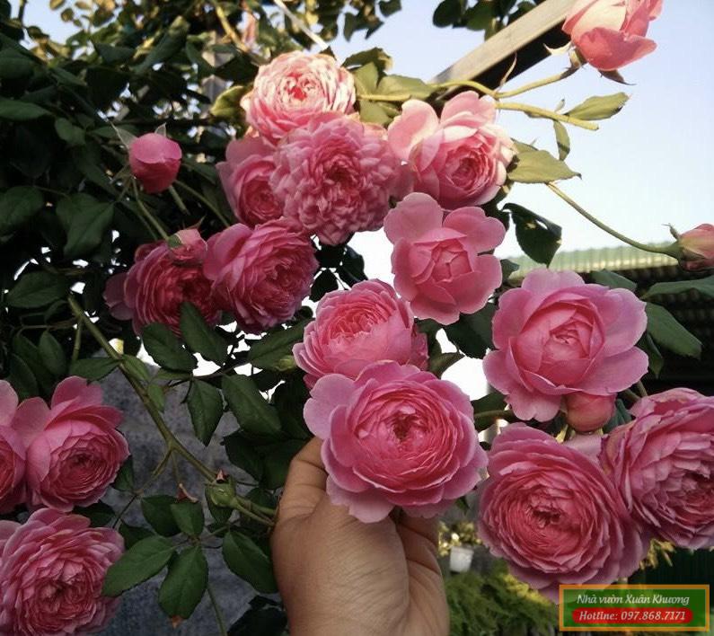 hoa hồng leo pháp (2)