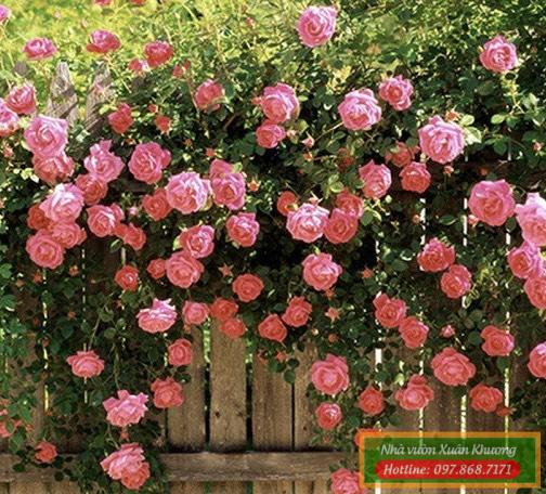 hoa hồng leo pháp (3)