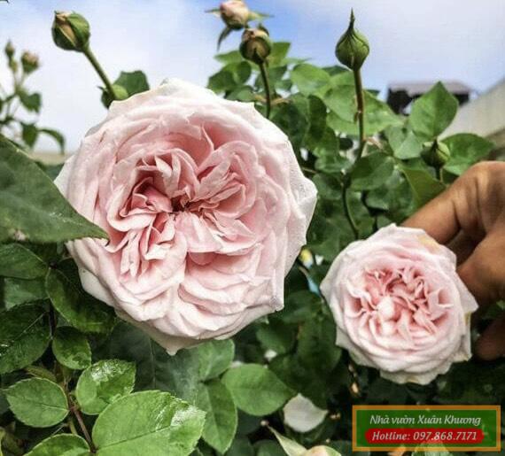 hoa hồng vân khôi (1)