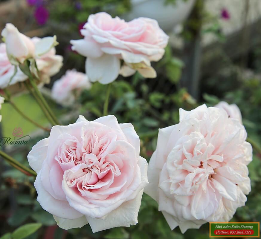 hoa hồng vân khôi (2)