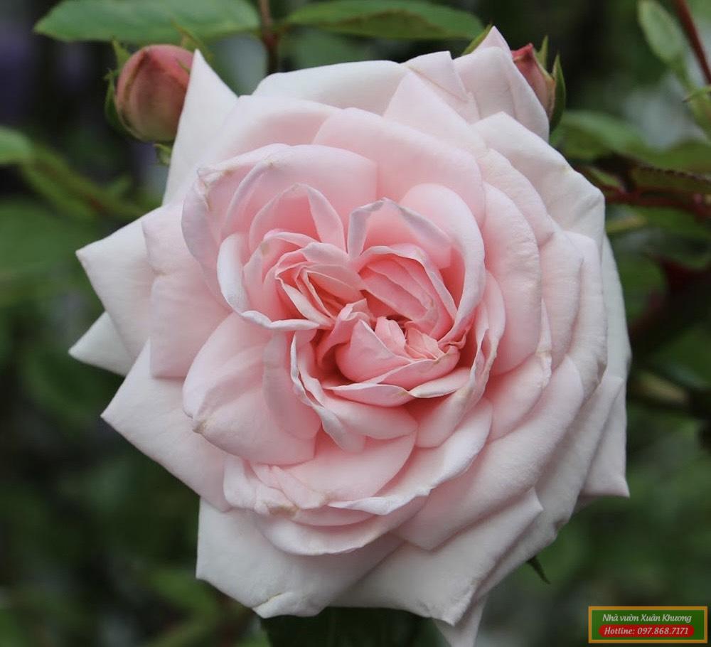 hoa hồng vân khôi (3)