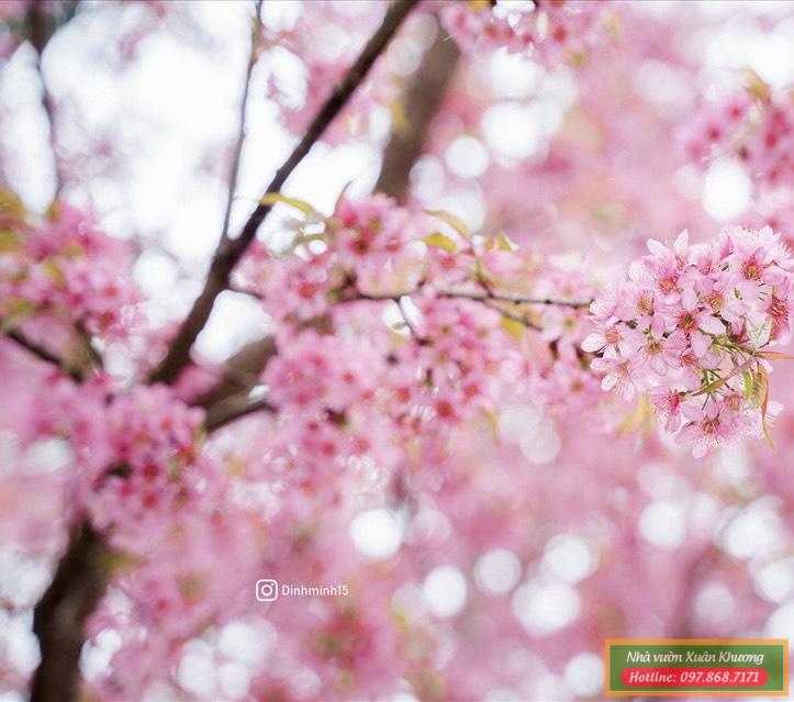 hoa mai anh đào (1)