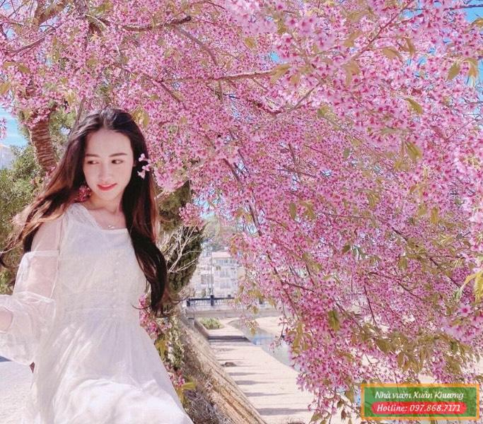 hoa mai anh đào (2)