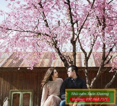 hoa mai anh đào (3)