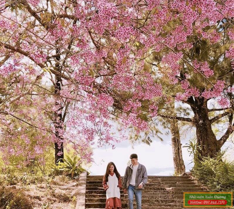 hoa mai anh đào (4)