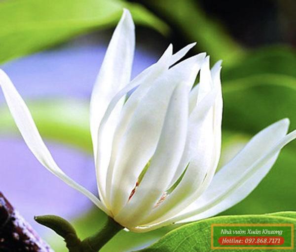 hoa ngọc lan trắng (1)