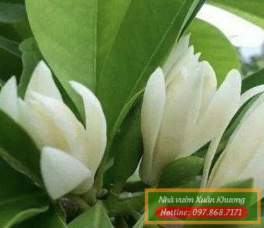 hoa ngọc lan trắng (2)