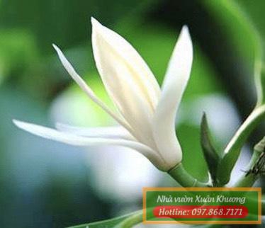 hoa ngọc lan trắng (3)