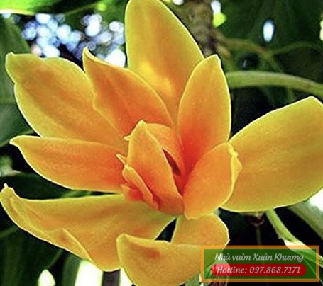 hoa ngọc lan vàng (3)