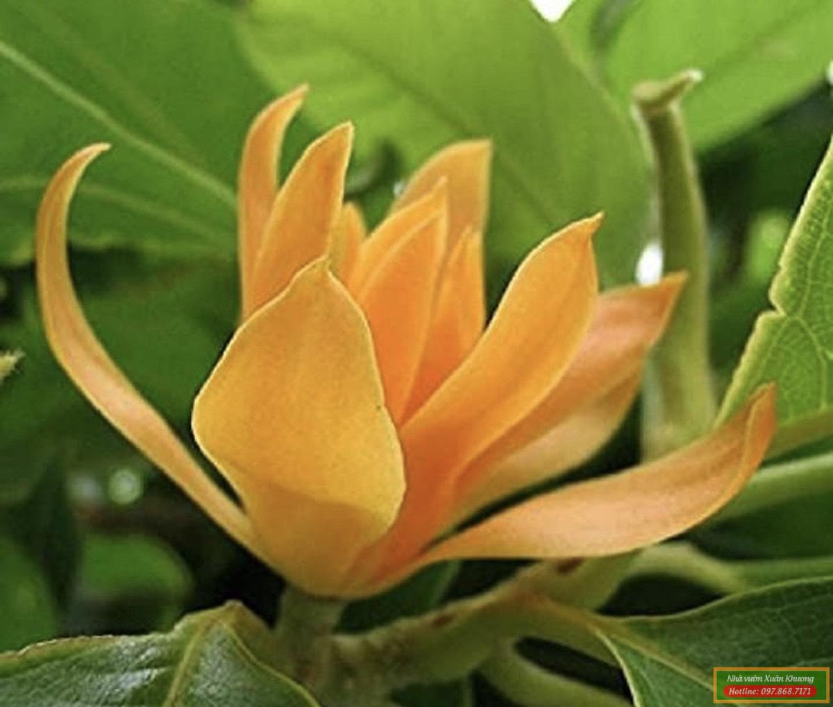 hoa ngọc lan vàng (5)