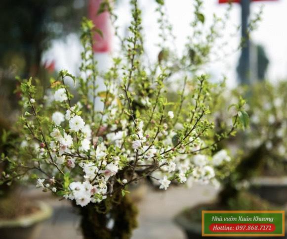 hoa nhất chi mai (1)