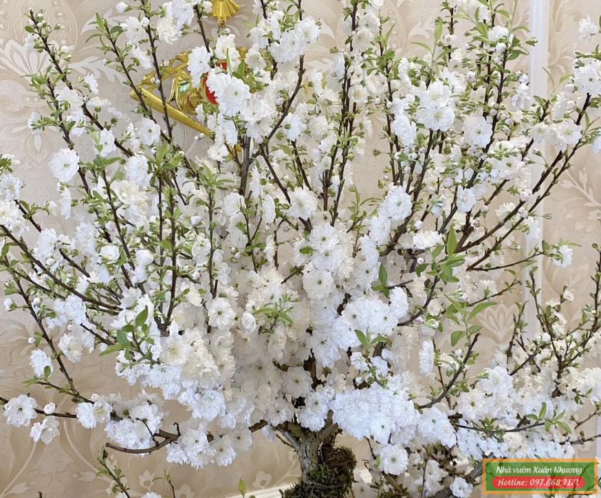 hoa nhất chi mai (2)