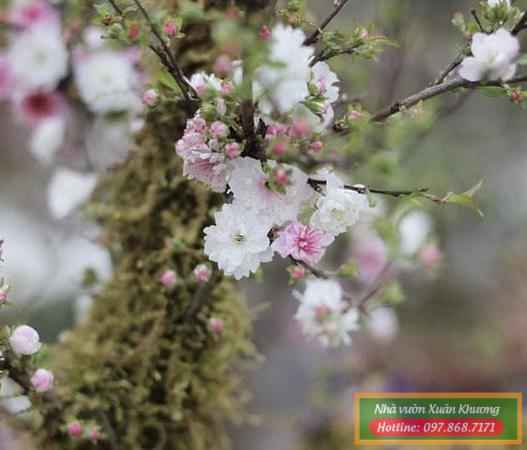 hoa nhất chi mai (3)