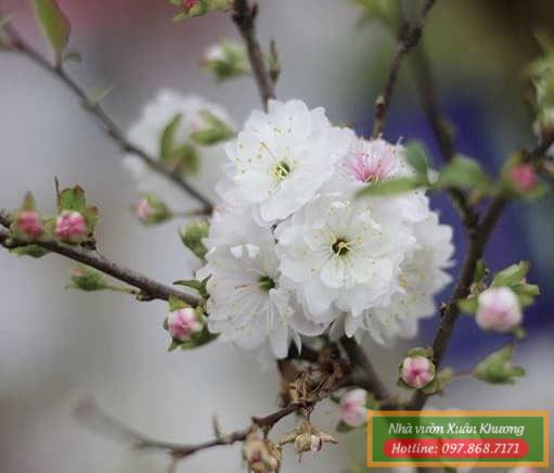 hoa nhất chi mai (4)