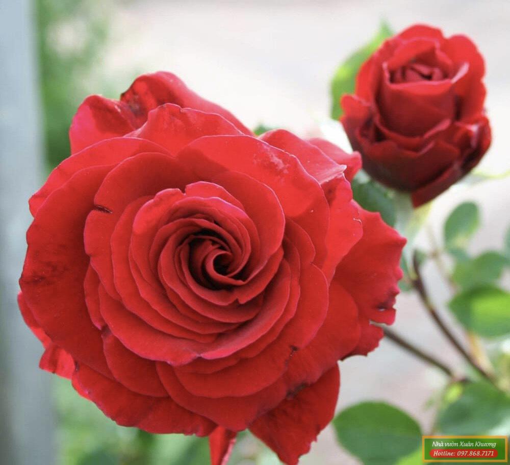 hồng cổ hải phòng (1)