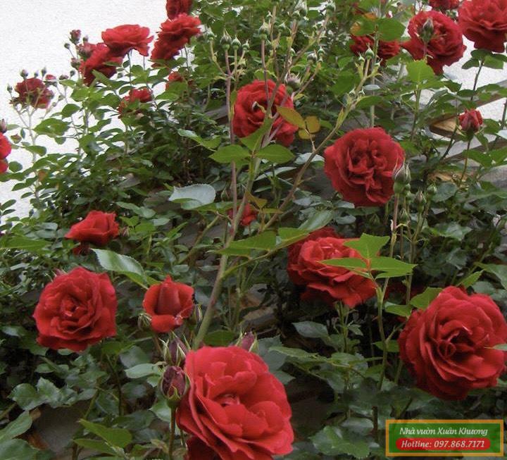 hồng cổ hải phòng (2)