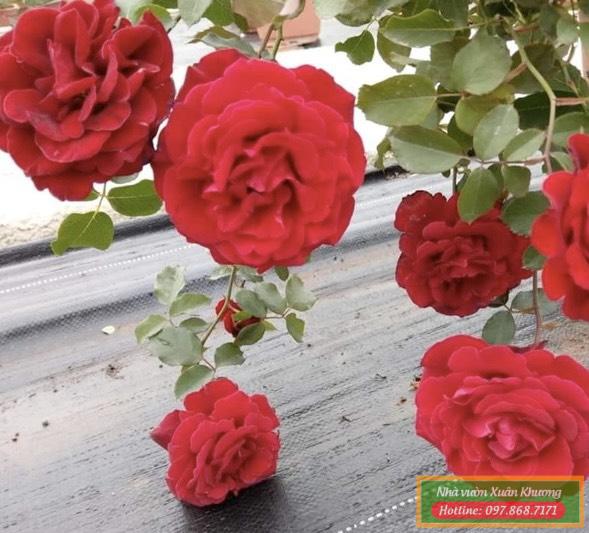 hồng cổ hải phòng (3)