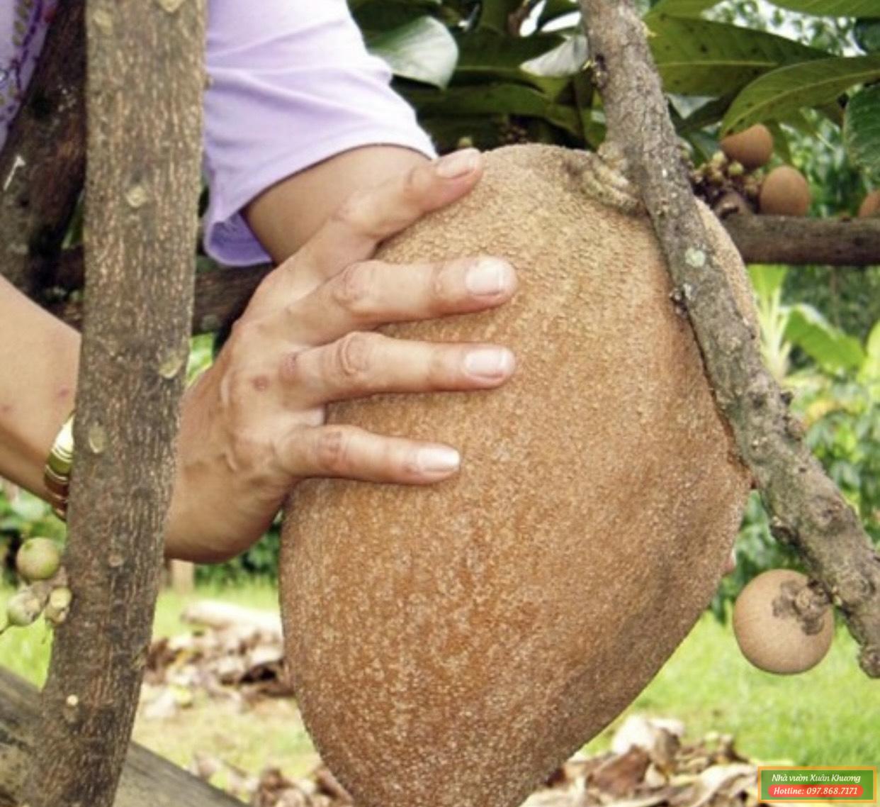 hồng xiêm ruột đỏ khổng lồ thái lan (2)