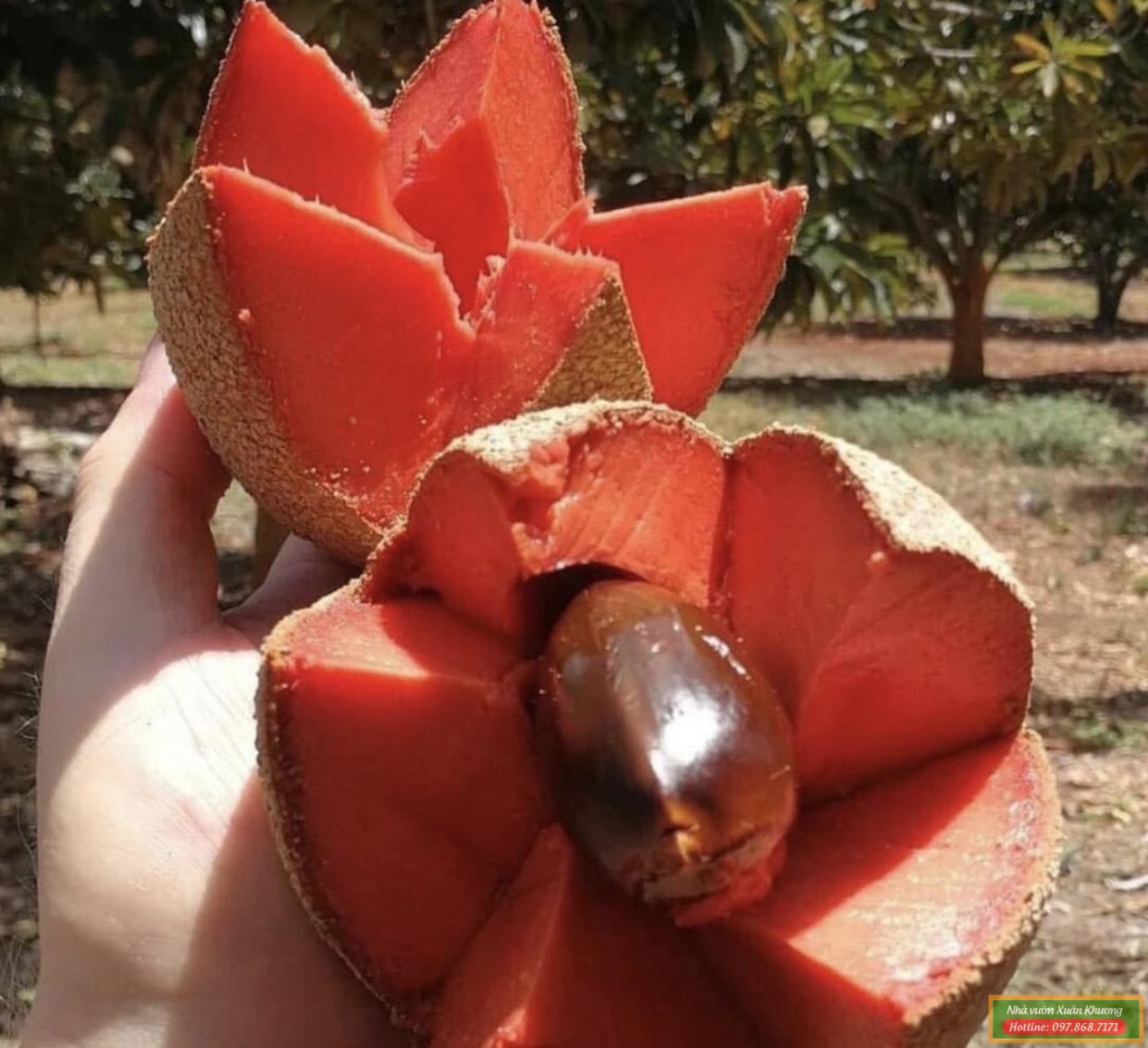 hồng xiêm ruột đỏ khổng lồ thái lan (3)