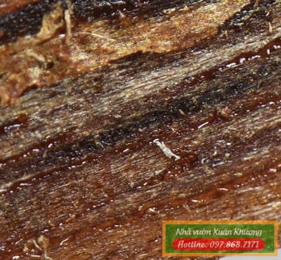 kỳ hải nam xuan khuong