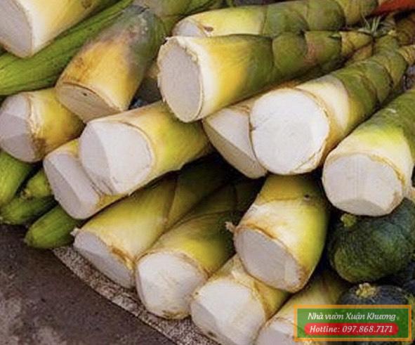 măng tre bát độ (1)