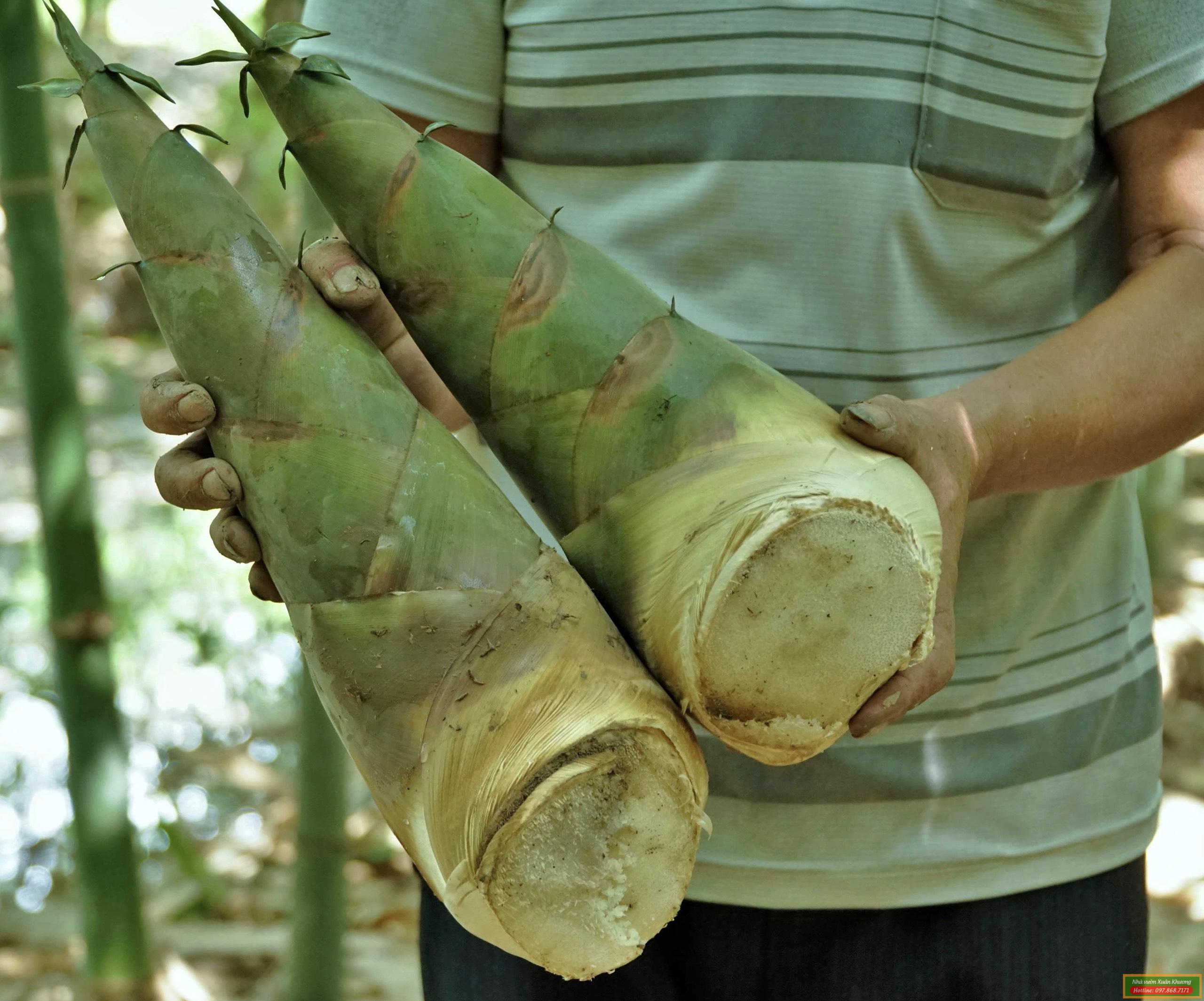 măng tre bát độ (2)