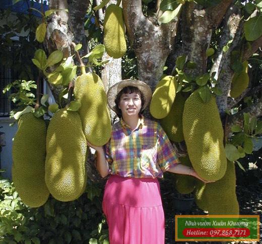 mít khổng lồ malaysia (1)