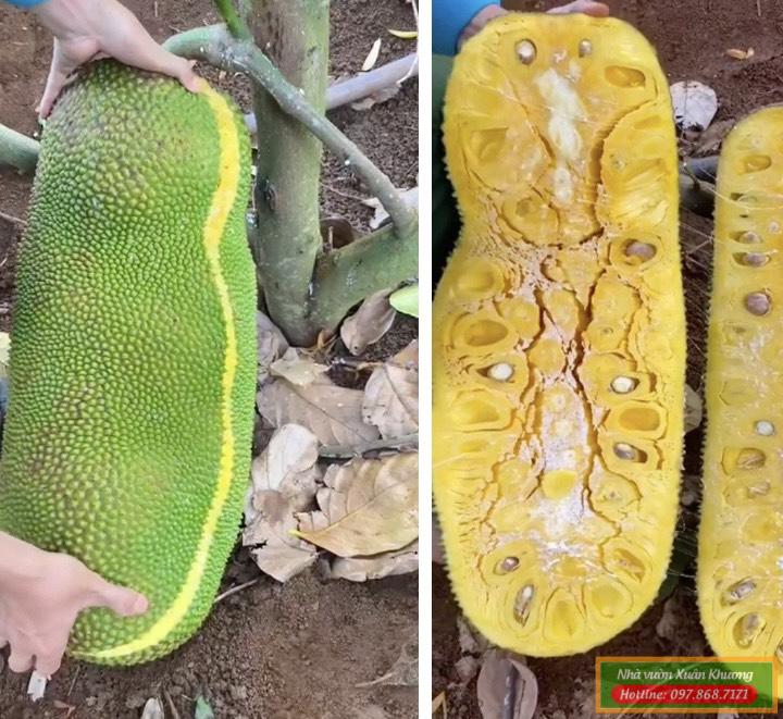 mít khổng lồ malaysia (2)