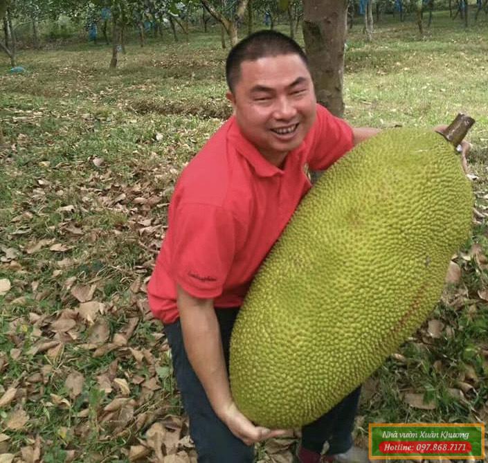 mít quả dài malaysia (2)