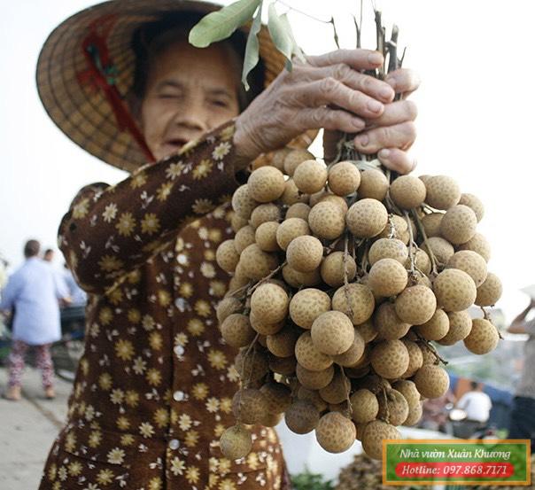 mùa nhãm sớm hưng yên