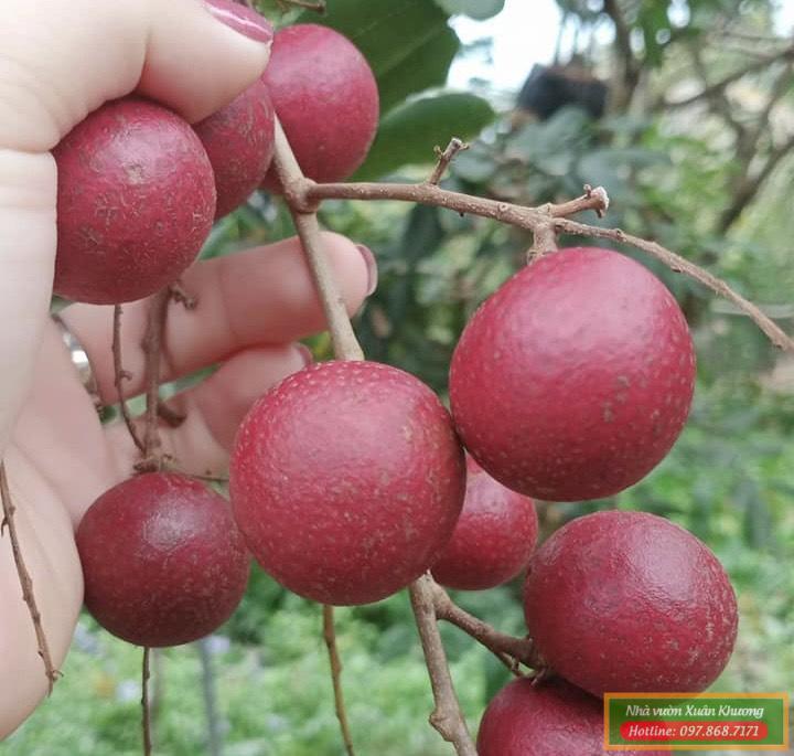 nhãn tím sóc trăng (2)