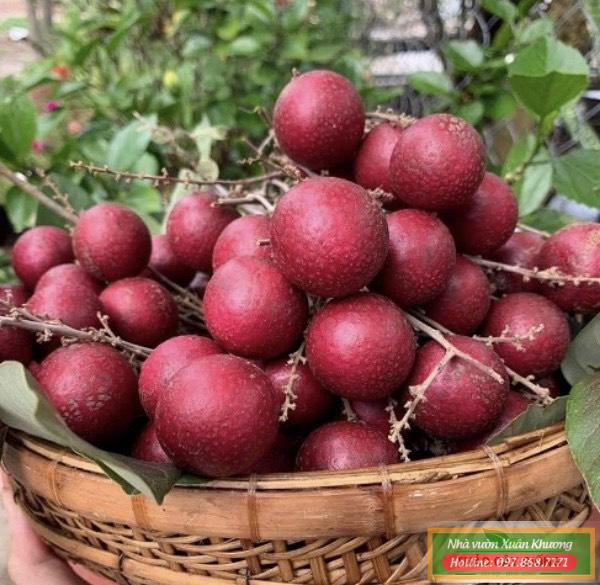 nhãn tím sóc trăng (3)