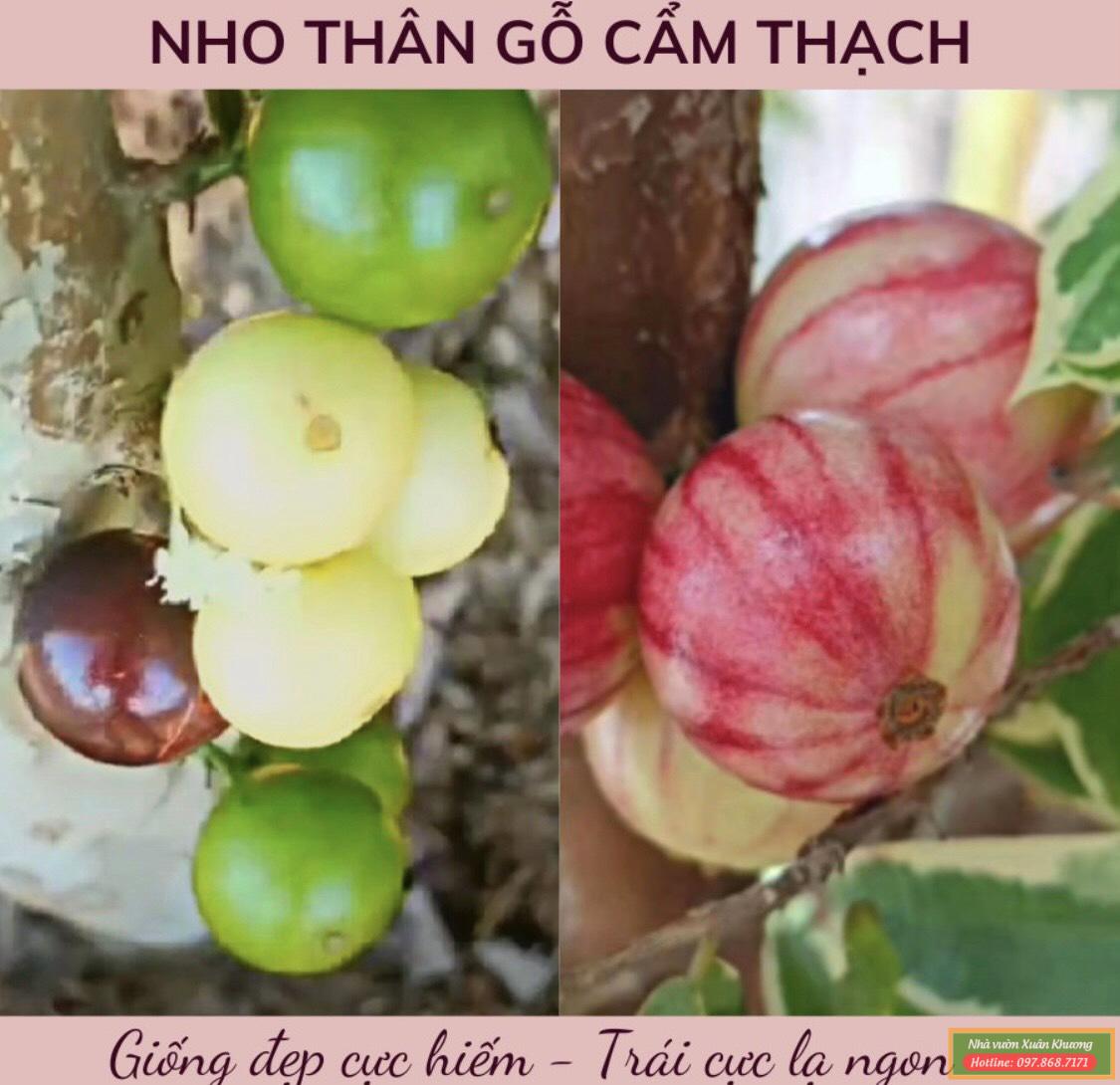 nho thân gỗ cẩm thạch