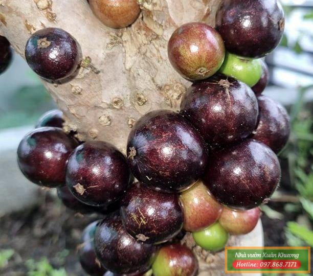 nho thân gỗ tứ quý