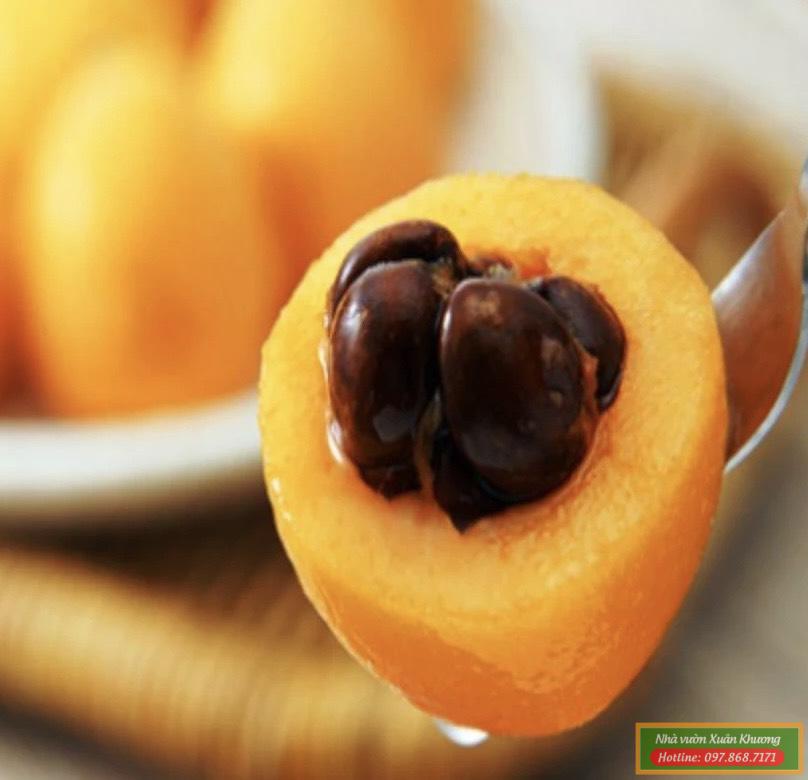 Hướng dẫn kỹ thuật trồng cây nhót nhật Biwa