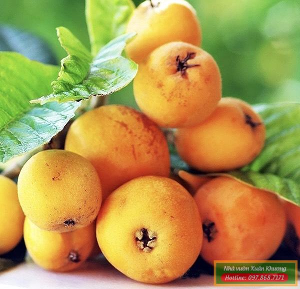 quả biwa nhót nhật (2)