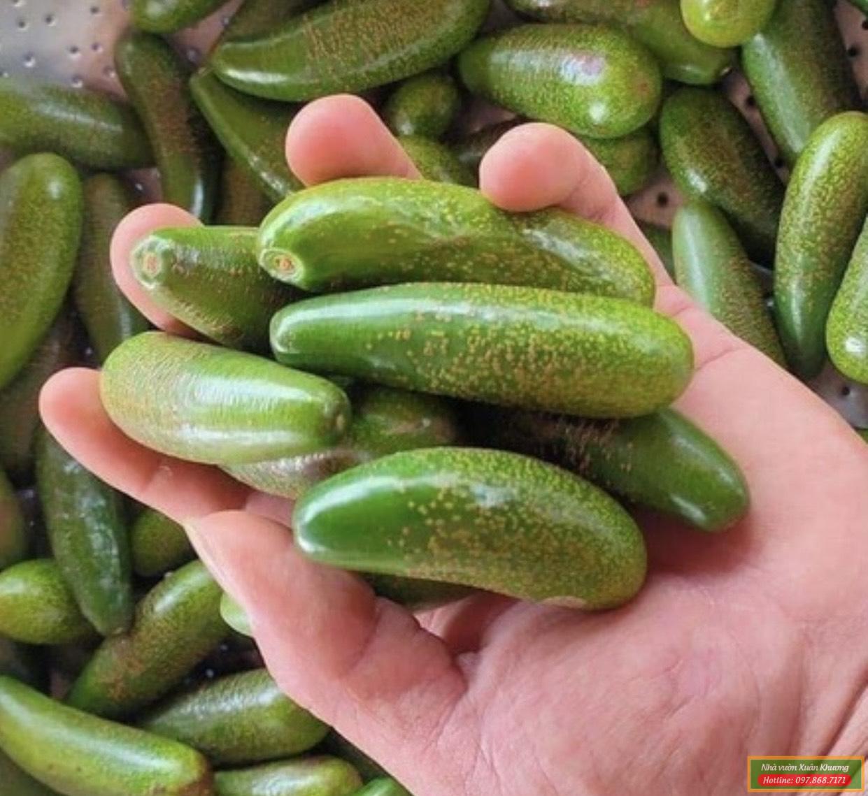 qua bơ không hạt mini (1)