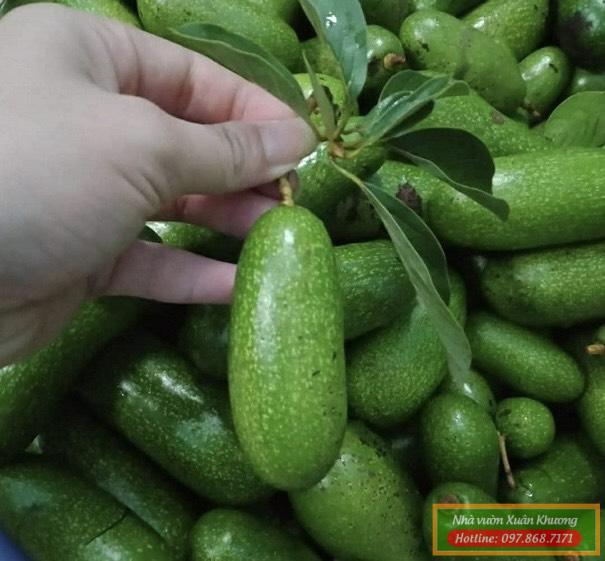 qua bơ không hạt mini (2)