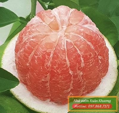 quả bưởi da xanh (2)