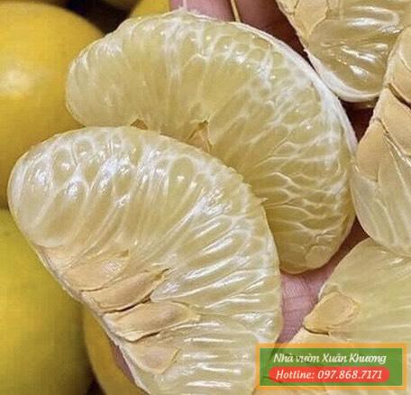 quả bưởi diễn (1)