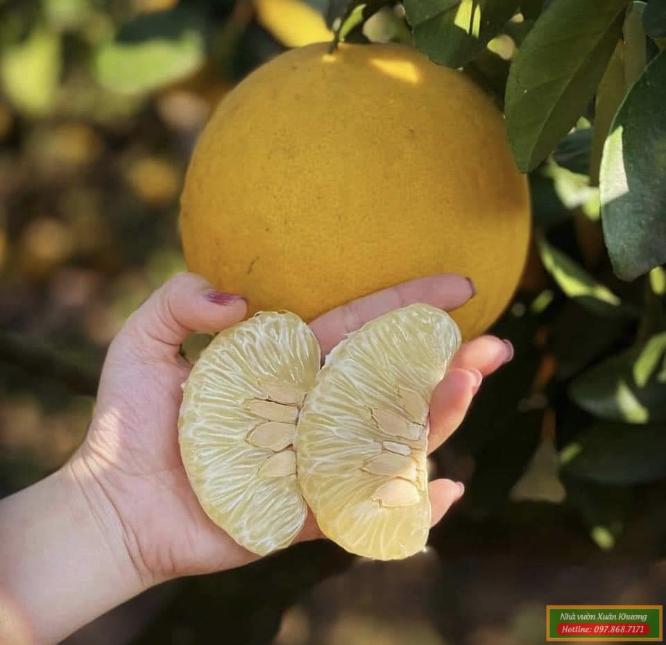 quả bưởi diễn (2)