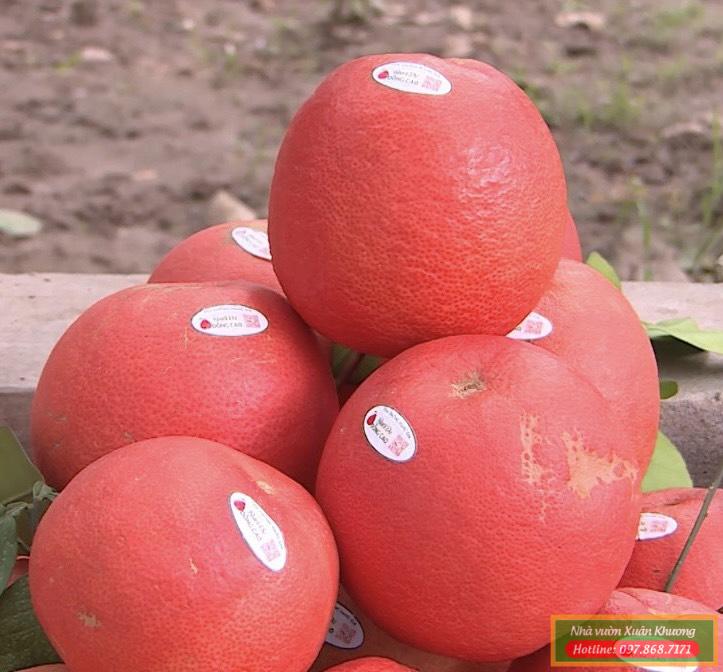quả bưởi đỏ đông cao (1)