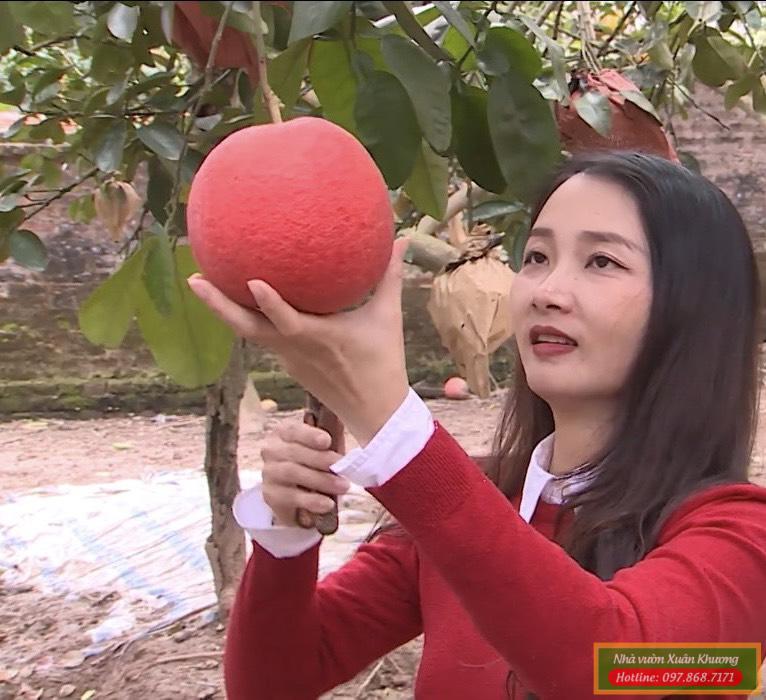 quả bưởi đỏ đông cao (2)