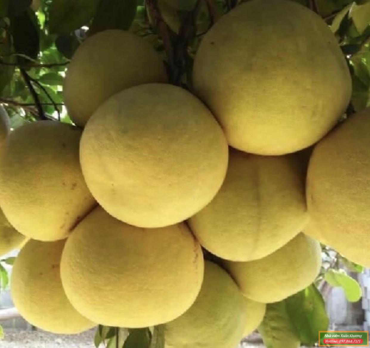 quả bưởi đỏ tân lạc (4)