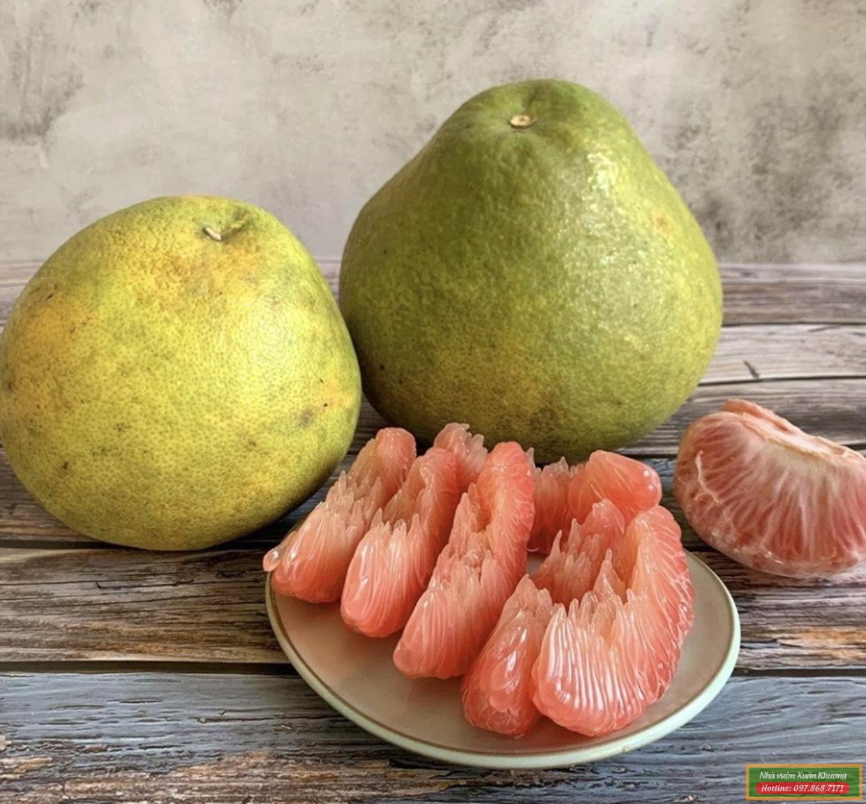 quả bưởi đỏ tân lạc