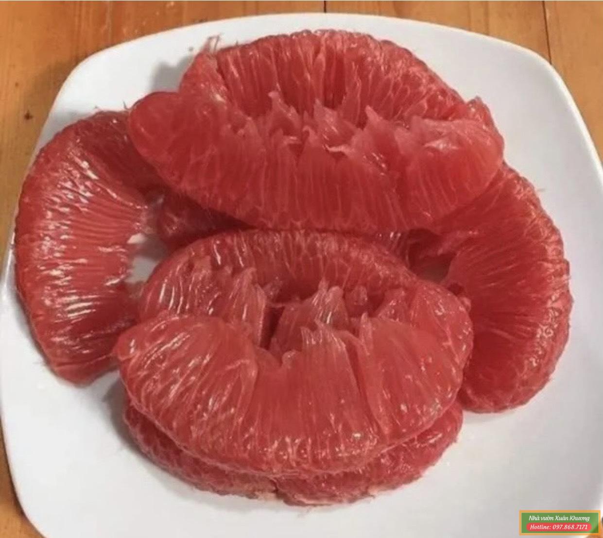 quả bưởi đỏ tiến vua (1)